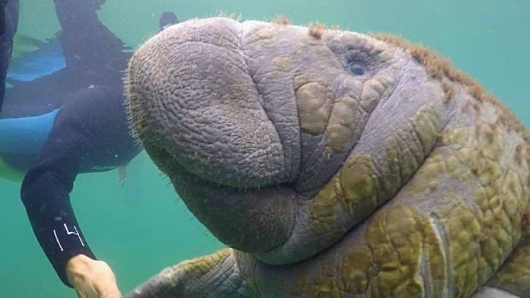 Florida Manatee Festival — Crystal River's Winter Manatee Pilgrimage