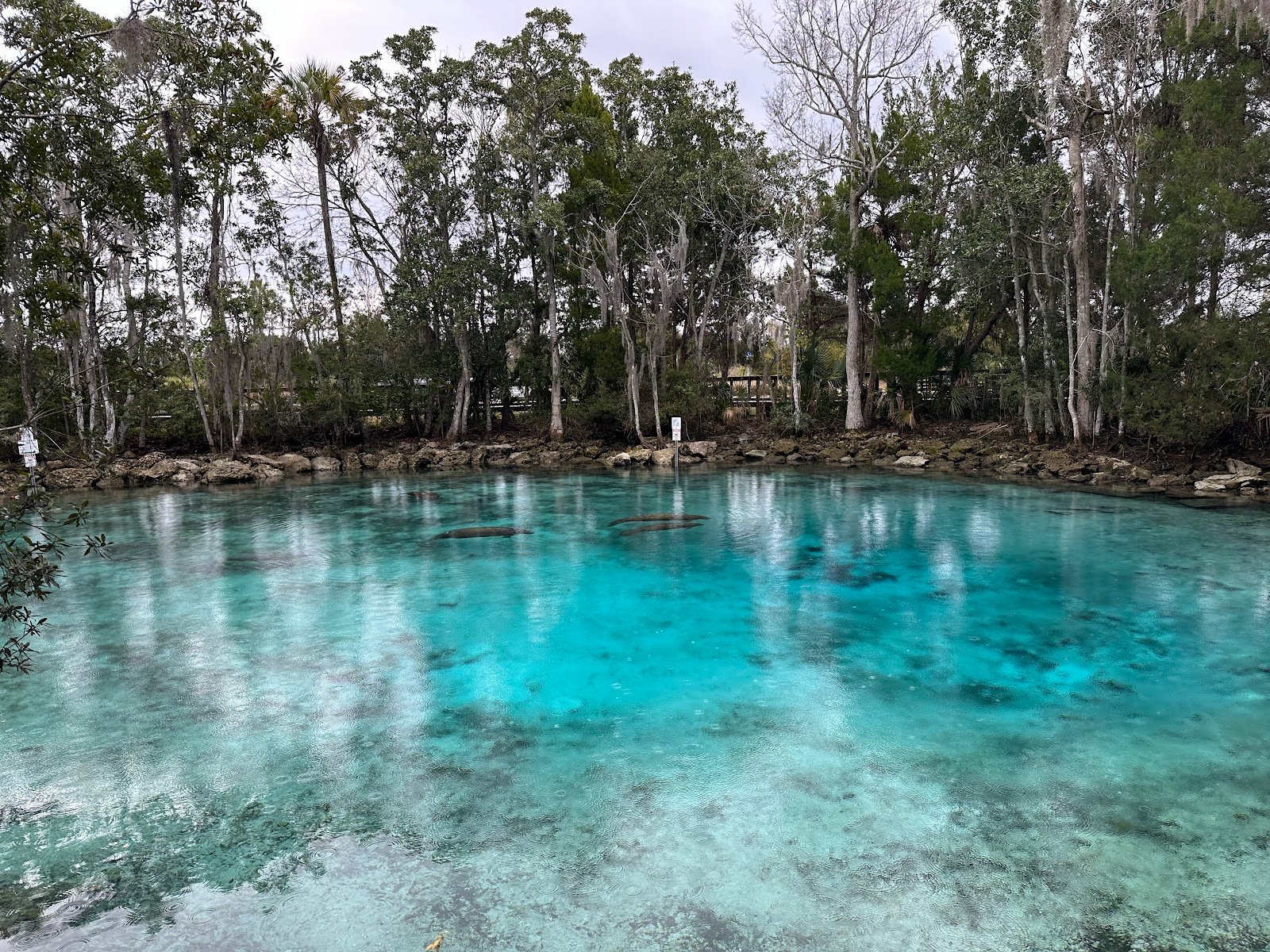 Where to See Manatees in Florida — A Local's Guide to the Springs