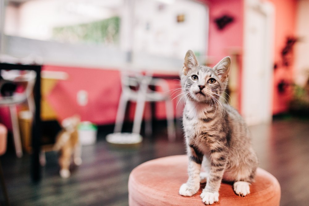 Tally Cat Cafe